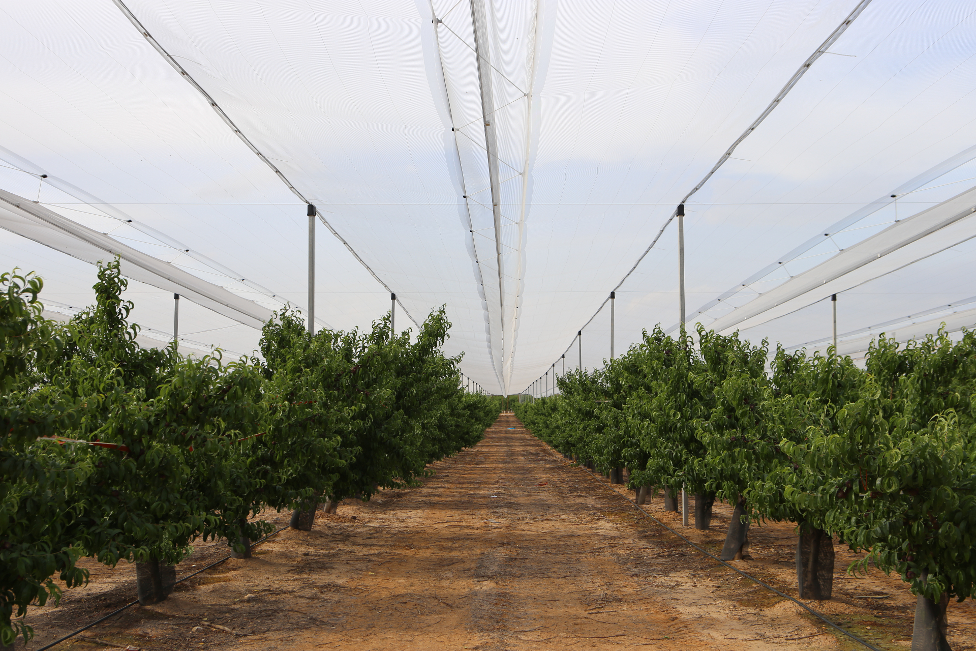 Plantación de paraguayo · Fraga